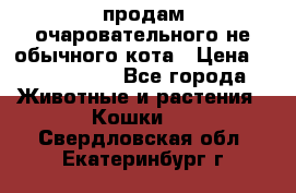 продам очаровательного не обычного кота › Цена ­ 7 000 000 - Все города Животные и растения » Кошки   . Свердловская обл.,Екатеринбург г.